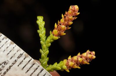 Lepidothamnus intermedius, photographed by Pieter Pelser