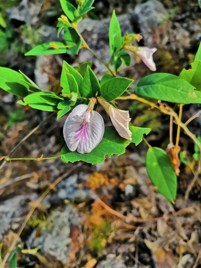 Clitoria mexicana, photographed by Ana Nuño