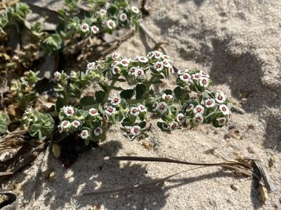 Euphorbia leucophylla, photographed by Isaac Caswell