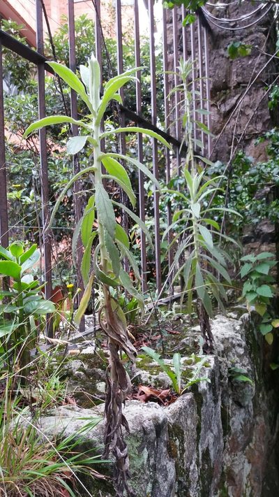 Pseudognaphalium elegans, photographed by Juan Carlos Caicedo Hernández