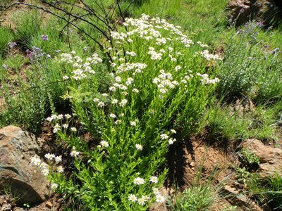Afroaster peglerae