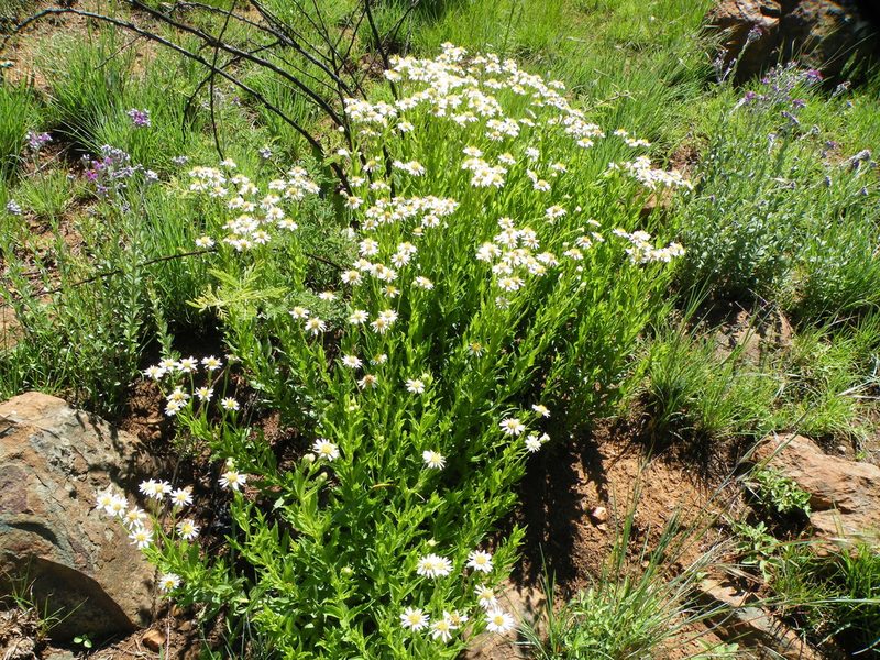 Afroaster peglerae, photographed by Antoinette Eyssell Knox
