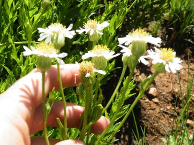 Afroaster peglerae, photographed by Antoinette Eyssell Knox