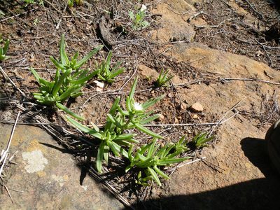 Delosperma herbeum, photographed by Antoinette Eyssell Knox