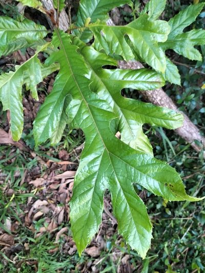 Athertonia diversifolia, photographed by Matthew Borella