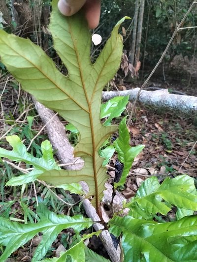 Athertonia diversifolia, photographed by Matthew Borella