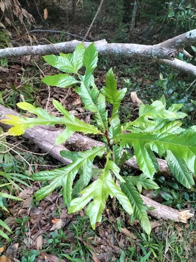Athertonia diversifolia, photographed by Matthew Borella
