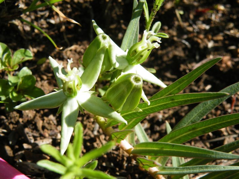Asclepias eminens, photographed by Antoinette Eyssell Knox