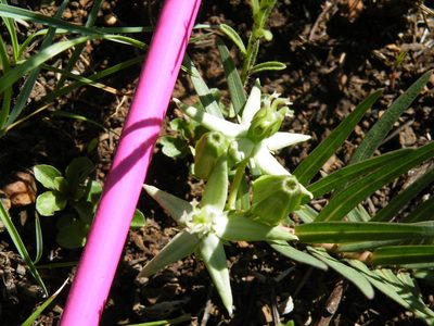 Asclepias eminens, photographed by Antoinette Eyssell Knox