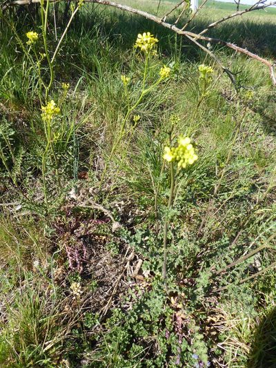 Erucastrum nasturtiifolium, photographed by Michael Andresek