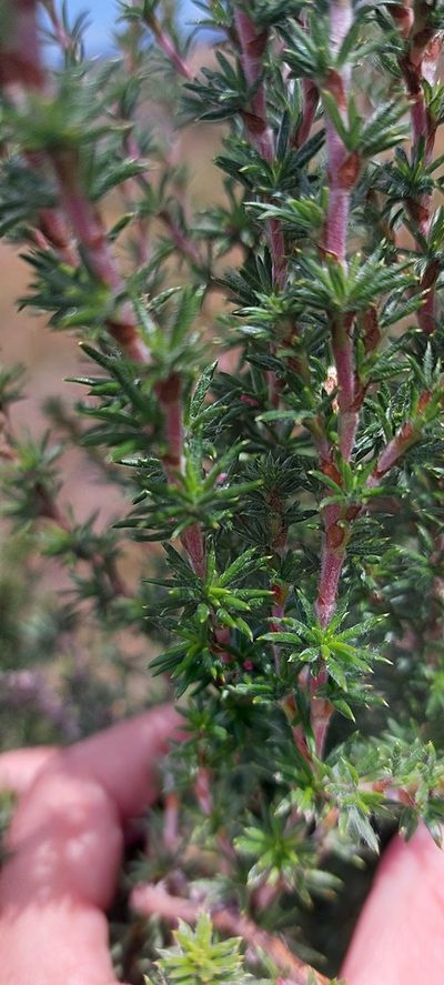 Cliffortia sericea, photographed by sharndreheuvel