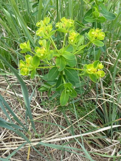 Euphorbia illirica, photographed by Michael Andresek