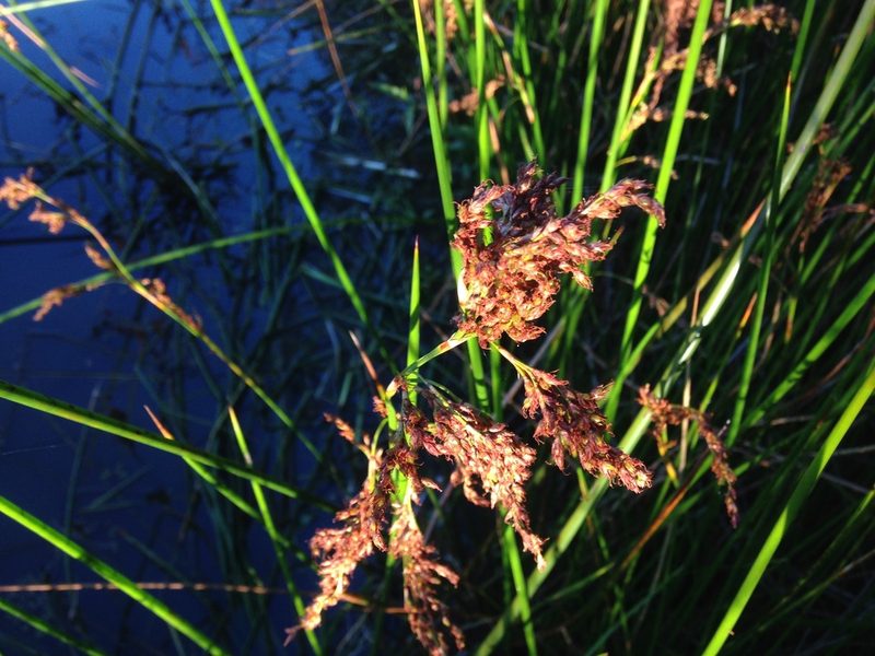 Machaerina articulata, photographed by ROY
