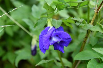 Clitoria ternatea, photographed by Иван Ковтун Ivan Kovtun