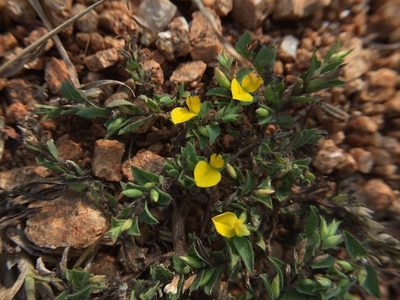 Crotalaria hebecarpa, photographed by Swarochi Tathagath