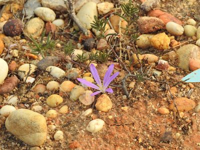 Colchicum filifolium, photographed by Duarte Frade