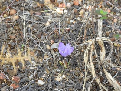 Crocus autumnalis, photographed by Duarte Frade