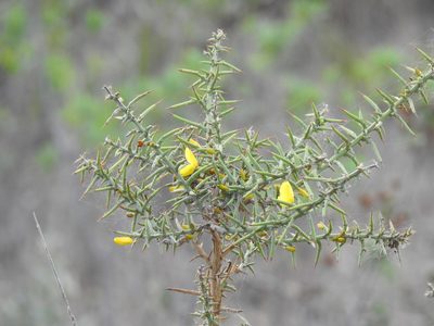 Ulex argenteus, photographed by Duarte Frade