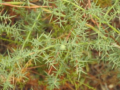 Asparagus aphyllus, photographed by Duarte Frade