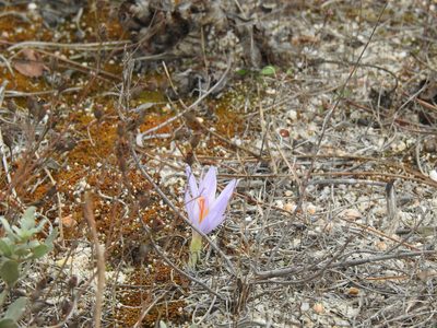 Crocus autumnalis, photographed by Duarte Frade