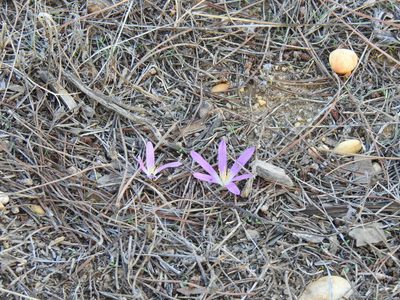 Colchicum filifolium, photographed by Duarte Frade