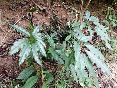 Heptapleurum heptaphyllum, photographed by 五色鳥