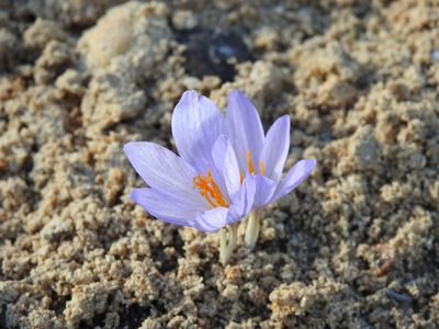 Crocus autumnalis, photographed by Duarte Frade