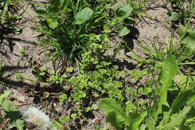 Veronica opaca, photographed by Dmitriy Bochkov