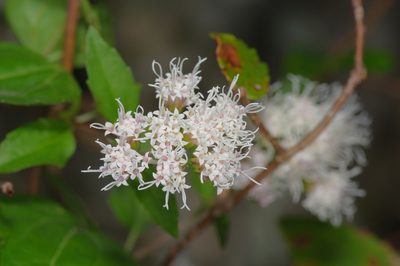 Ageratina havanensis, photographed by Michelle W. （鍾偉瑋）