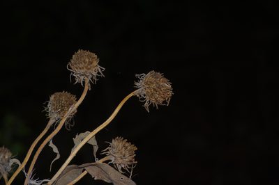 Helianthus maximiliani, photographed by Michelle W. （鍾偉瑋）