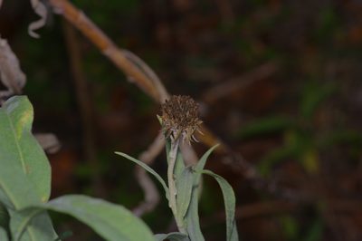 Helianthus maximiliani