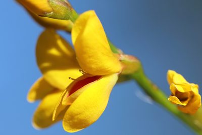 Viminaria juncea, photographed by tobyyy