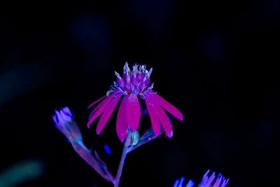 Symphyotrichum drummondii, photographed by Michelle W. （鍾偉瑋）