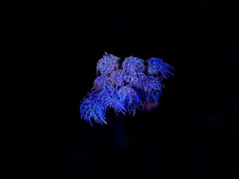 Conoclinium greggii, photographed by Michelle W. （鍾偉瑋）