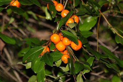 Petalostigma triloculare, photographed by Greg Tasney