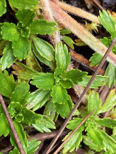Azorella multifida, photographed by Fabien Anthelme
