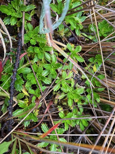 Azorella multifida, photographed by Fabien Anthelme