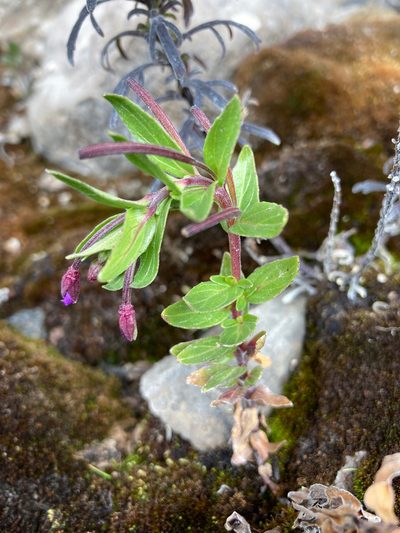 Epilobium denticulatum, photographed by Fabien Anthelme