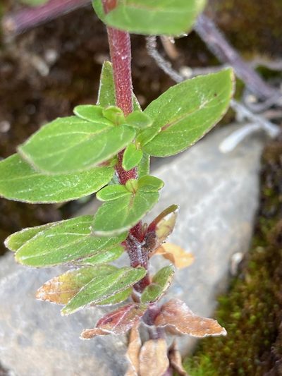 Epilobium denticulatum, photographed by Fabien Anthelme