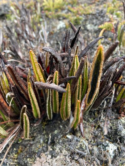 Elaphoglossum mathewsii, photographed by Fabien Anthelme