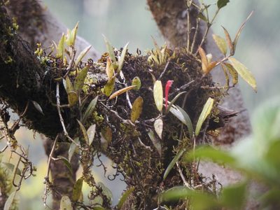 Aeschynanthus perrottetii, photographed by Hopeland