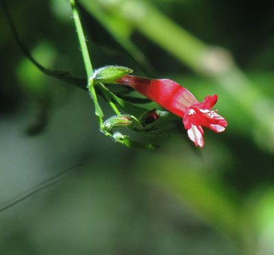Ruellia angustiflora, photographed by Hugo Hulsberg