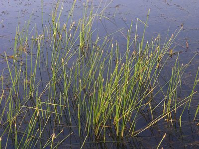 Eleocharis palustris, photographed by Oleg Kosterin
