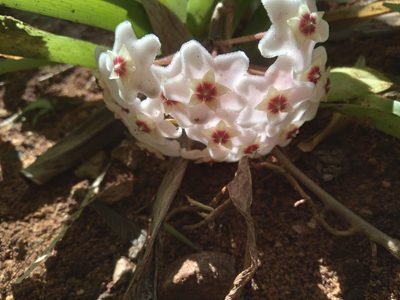 Hoya carnosa, photographed by Rosemary Harrison