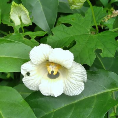 Momordica balsamina, photographed by Rosemary Harrison