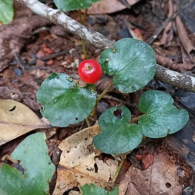 Geophila herbacea, photographed by Paulmathi Vinod