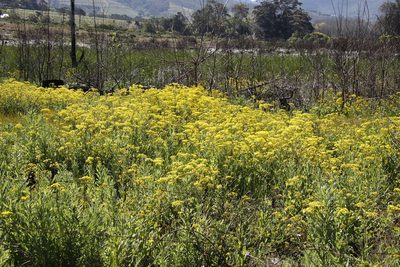 Senecio subcanescens, photographed by Tony Rebelo