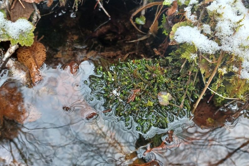 Rhynchostegium aquaticum, photographed by Quinten Wiegersma