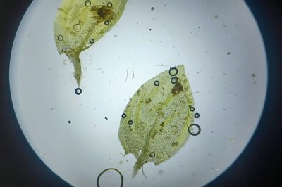 Rhynchostegium aquaticum, photographed by Quinten Wiegersma