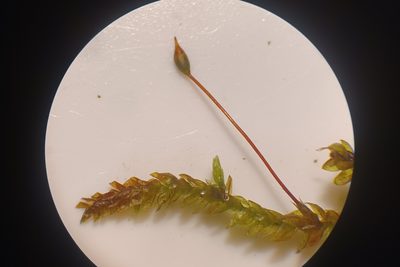 Rhynchostegium aquaticum, photographed by Quinten Wiegersma